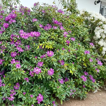 Les Abelias Bed and Breakfast Hauterive  Buitenkant foto