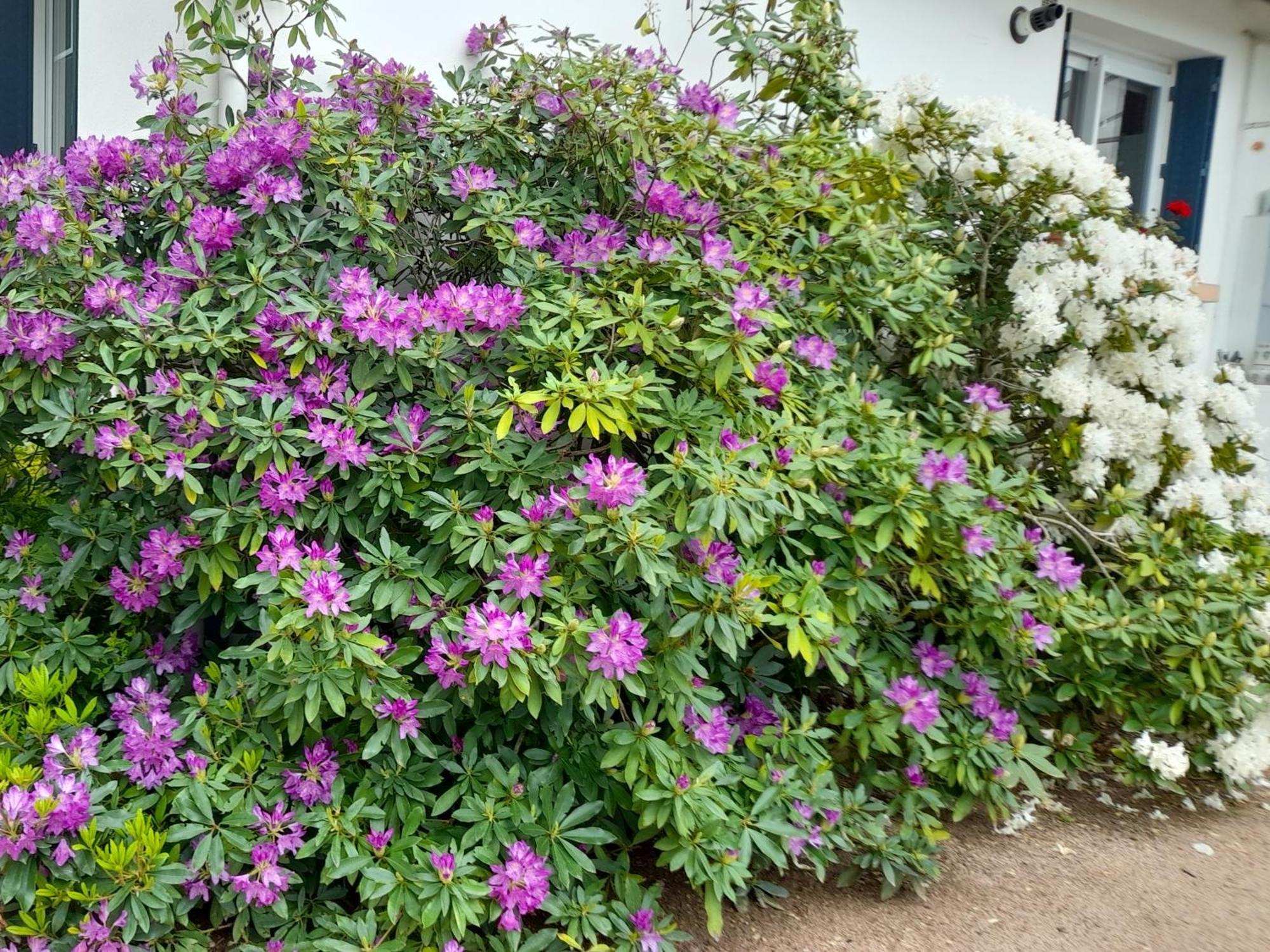 Les Abelias Bed and Breakfast Hauterive  Buitenkant foto